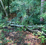 Fallen Tree