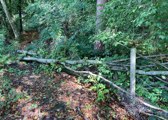 Fallen Tree!!!
